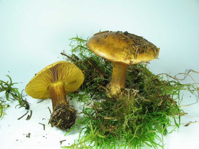 Cortinarius_splendens_var_meinhardii_8293.JPG