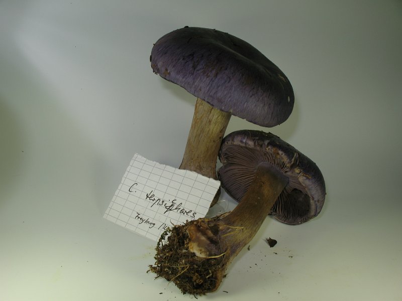 Cortinarius_terpsicores_Adel-Klumpfuss_7930.JPG