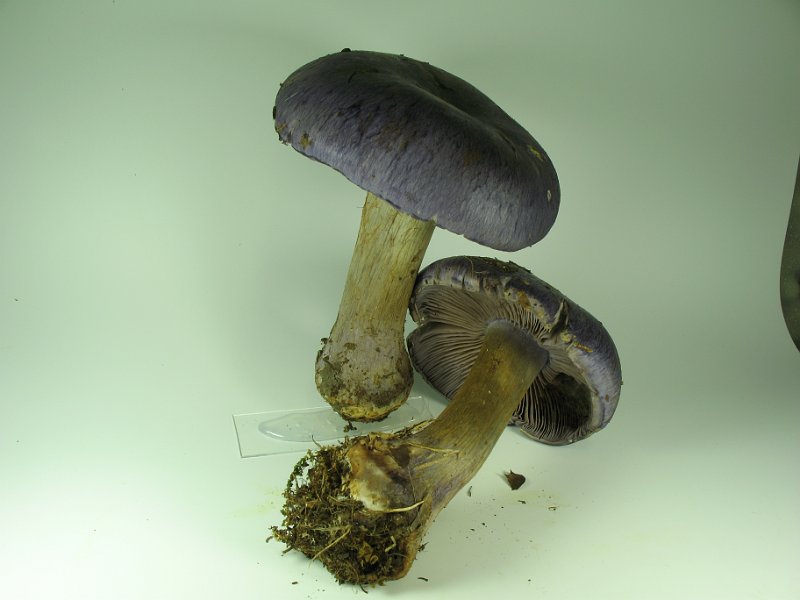 Cortinarius_terpsicores_Adel-Klumpfuss_7931.JPG