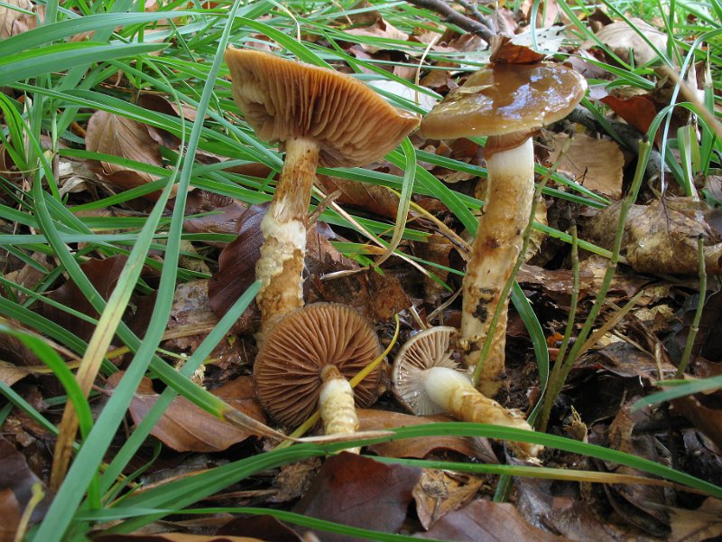 Cortinarius_trivialis_7904.JPG