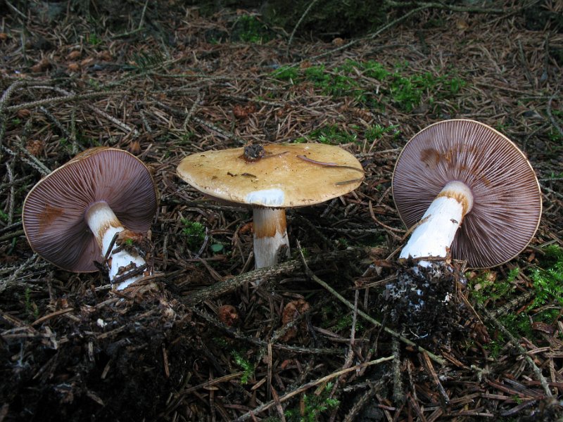 Cortinarius_varius_7952.JPG