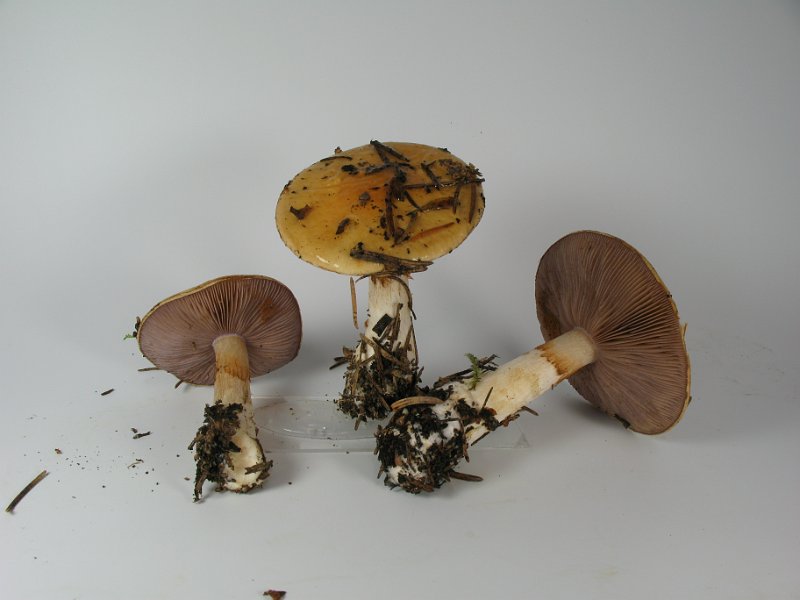 Cortinarius_varius_8038.JPG