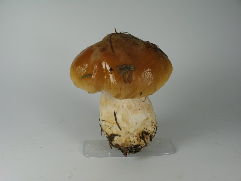 Cortinarius_varius_8130.JPG