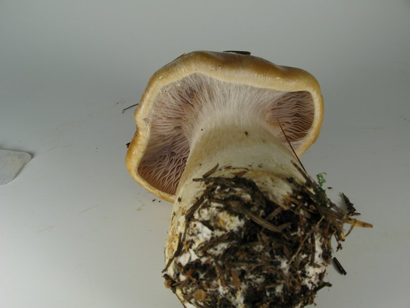 Cortinarius_varius_8131.JPG