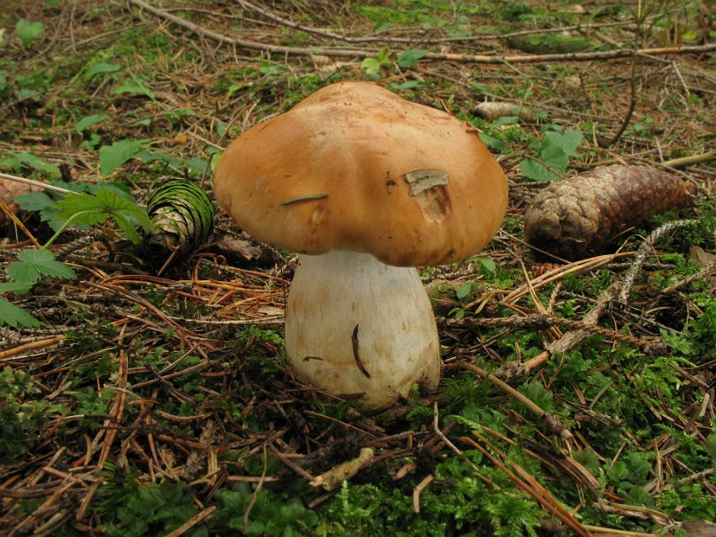 Cortinarius_varius_8210.JPG