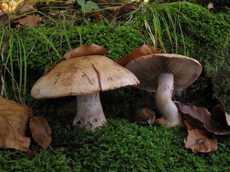 Cortinarius_xxx_7910.JPG