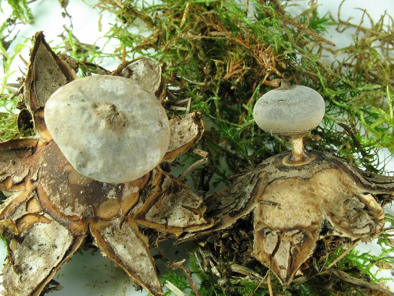 Geastrum_striatum_8304.JPG