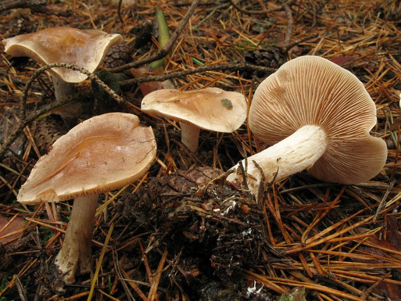 Hebeloma_incarnatulum_8347.JPG