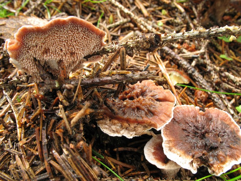 Hydnellum_peckii_8354.JPG