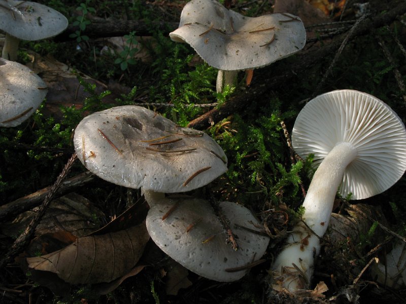 Hygrophorus_agathosmus_7973.JPG
