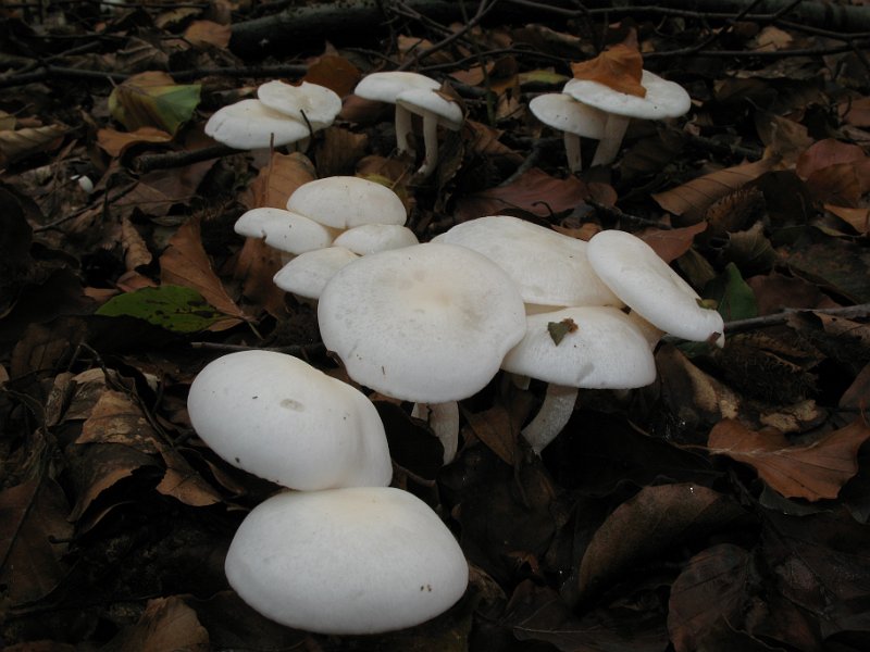 Hygrophorus_eburneus_Elfenbeinschneckling_8098.JPG