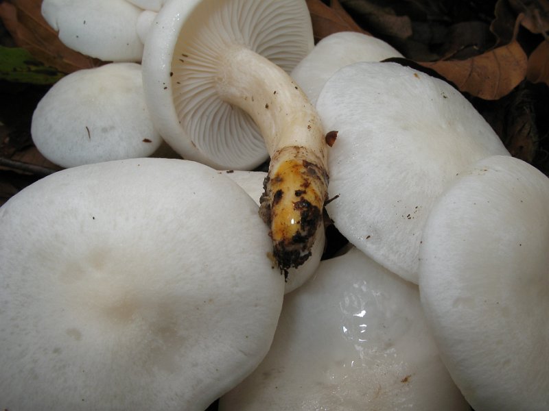 Hygrophorus_eburneus_Elfenbeinschneckling_8102.JPG