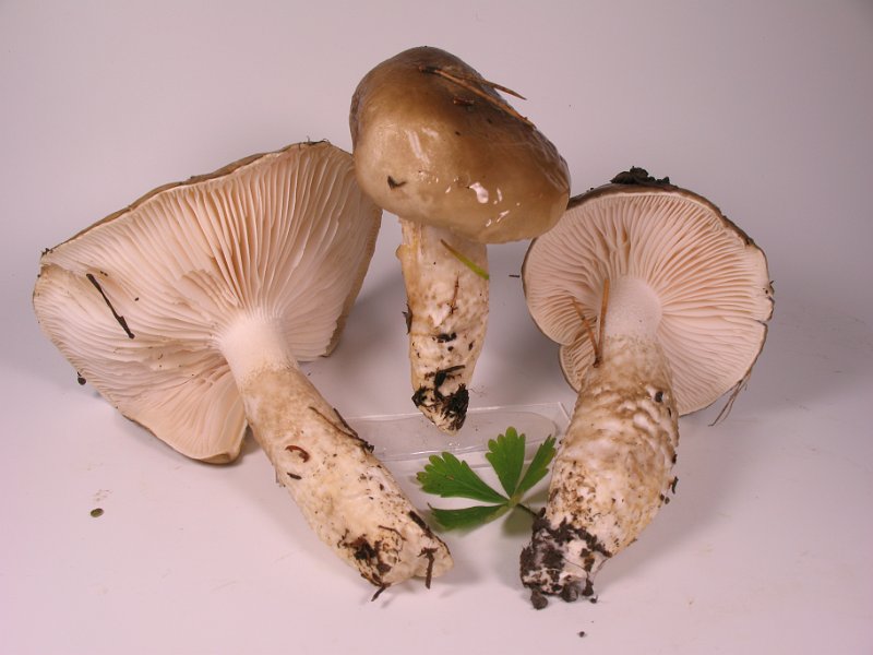 Hygrophorus_latitabundes_8185.JPG