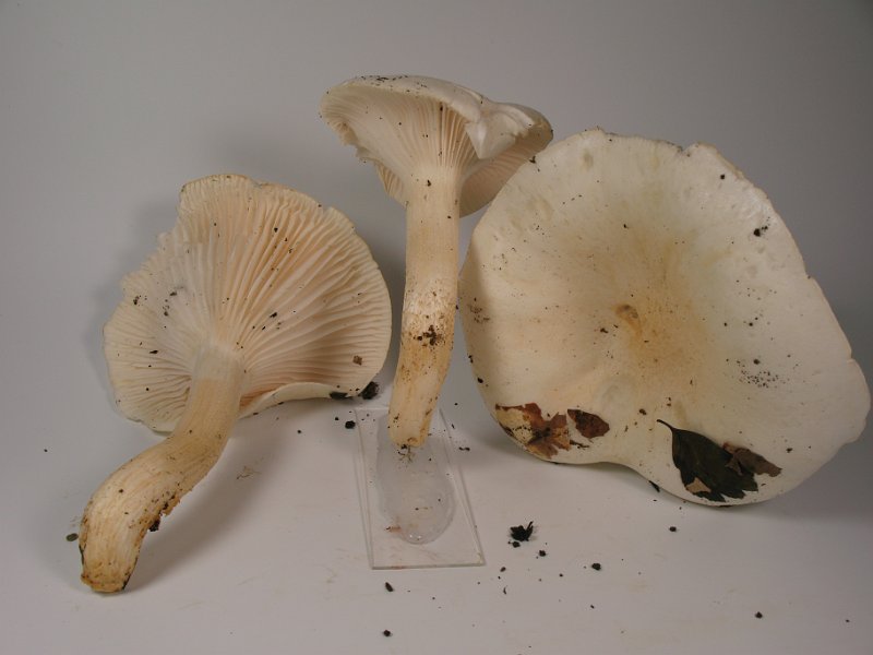 Hygrophorus_penarius_Trockener-Schneckling__8194.JPG