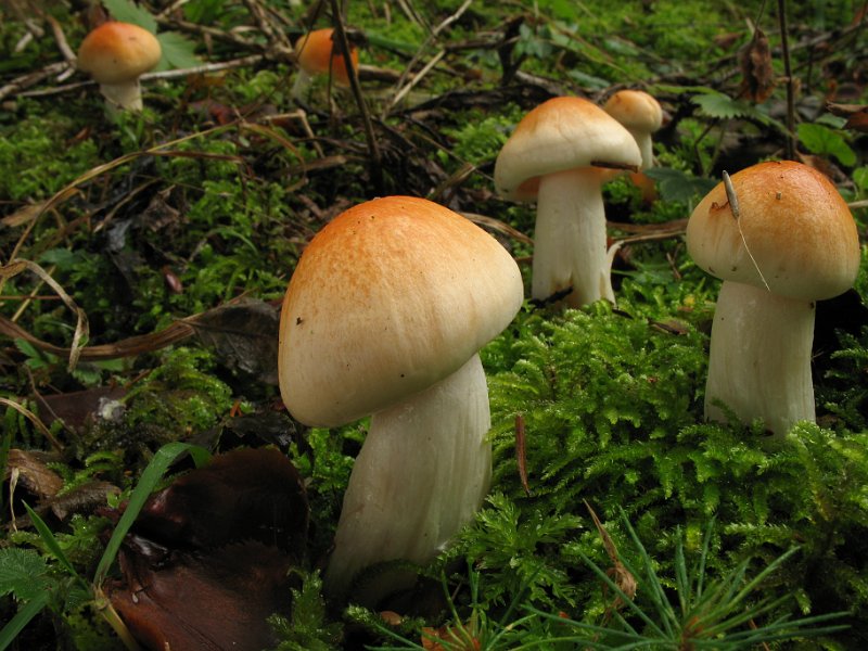 Hygrophorus_pudorinus_8248.JPG
