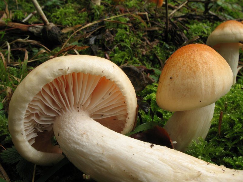 Hygrophorus_pudorinus_8250.JPG