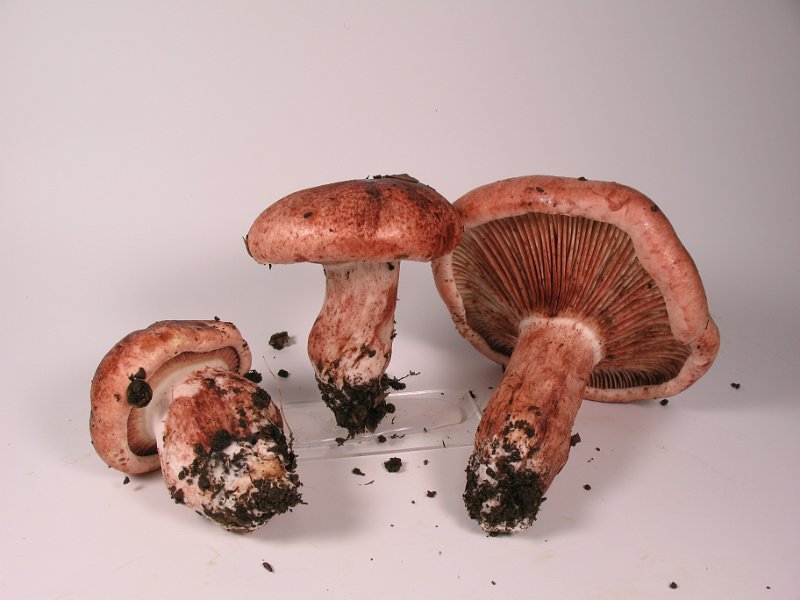 Hygrophorus_russula_8189.JPG
