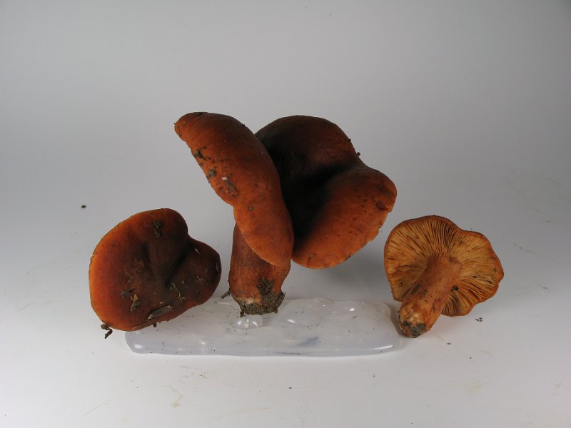 Lactarius_fulvissimus_Orangefuchsiger_Milchling_8152.JPG
