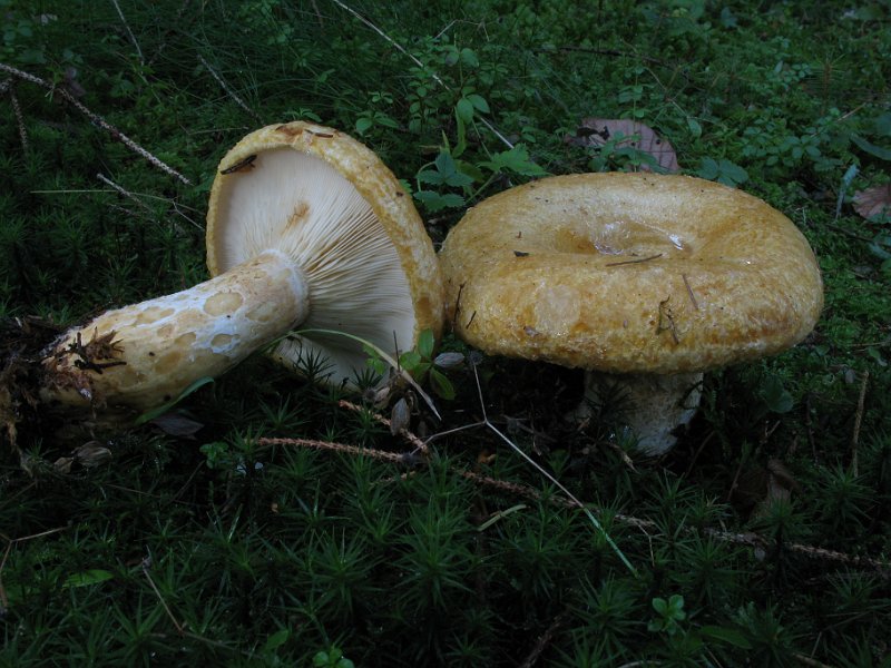 Lactarius_scrobiculatus_7968.JPG