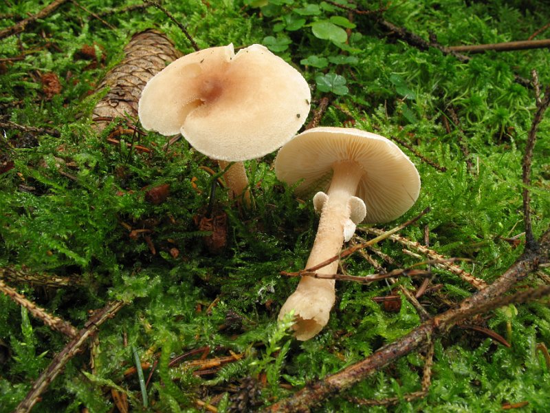 Lepiota_cristata_8348.JPG