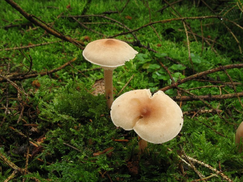 Lepiota_cristata_8349.JPG