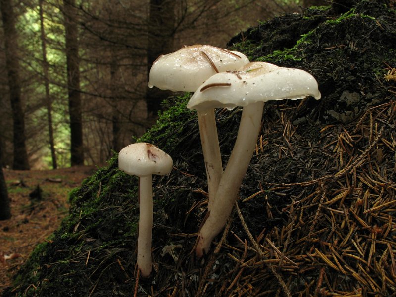 Limacella_illinita_Glaenzender_Schleimschirmling_8369.JPG