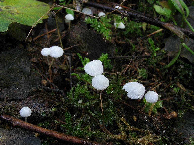 Marasmius_epiphyllus_7971.JPG