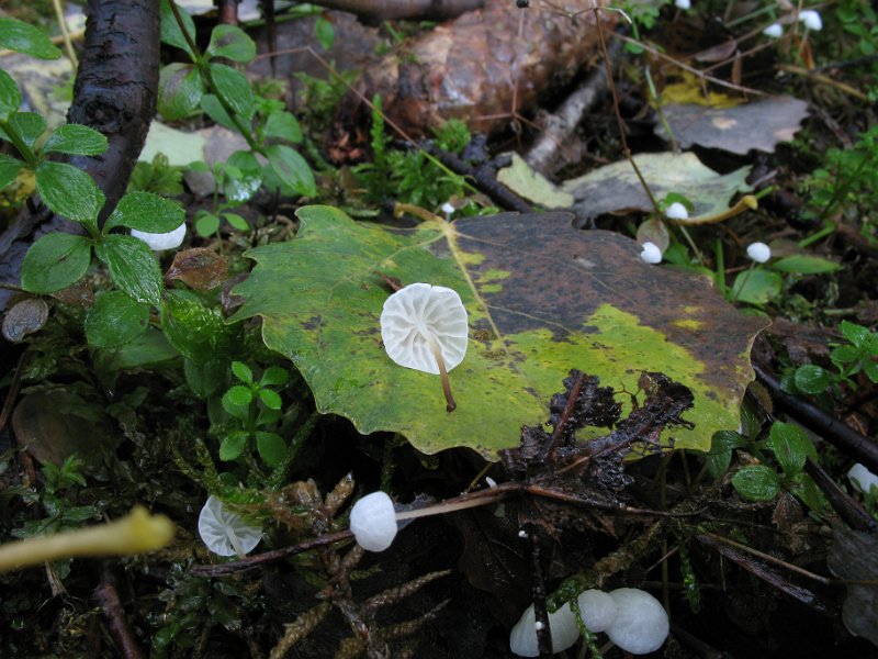 Marasmius_epiphyllus_7972.JPG