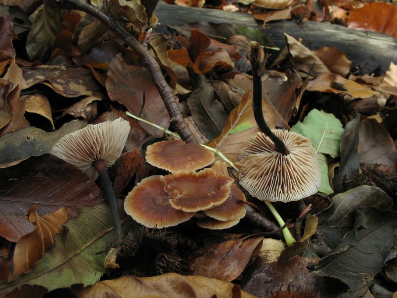 Micromphale_brassicolens_Kohl-Stinkschwindling_7890.JPG