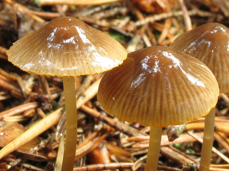 Mycena_aurantiomarginata_8312.JPG