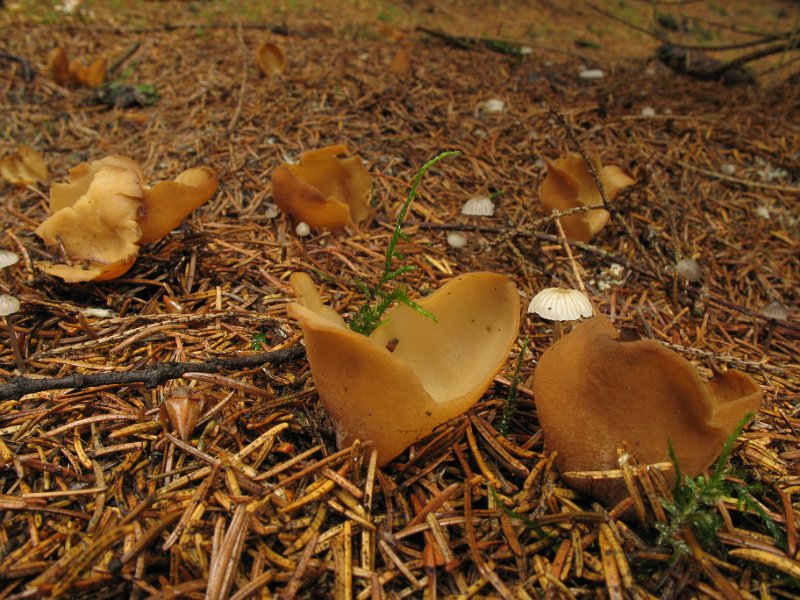 Otidea_papillata_8376.JPG