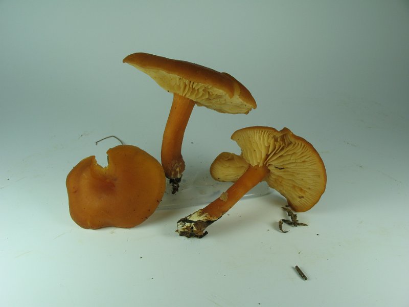 Rhodocybe_nitellina_8149.JPG