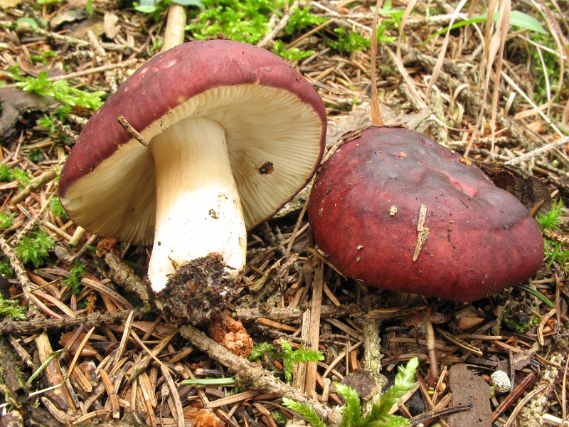Russula_xerampelina_8219.JPG