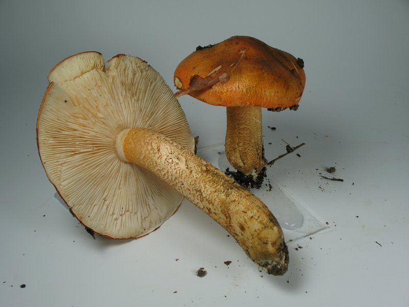 Tricholoma_aurantium_8268.JPG