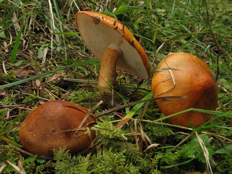 Tricholoma_aurantium_Orangeroter_Ritterling_8229.JPG