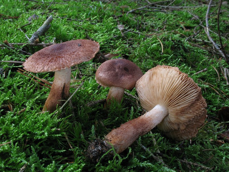 Tricholoma_vaccinum_8115.JPG