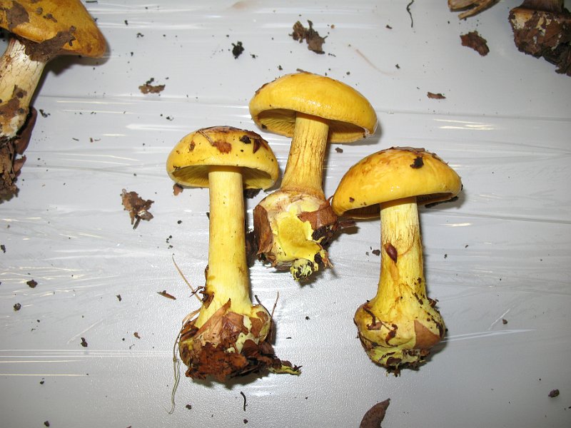 X-Tisch_7919.JPG