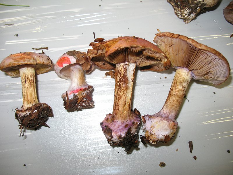 X-Tisch_7921.JPG
