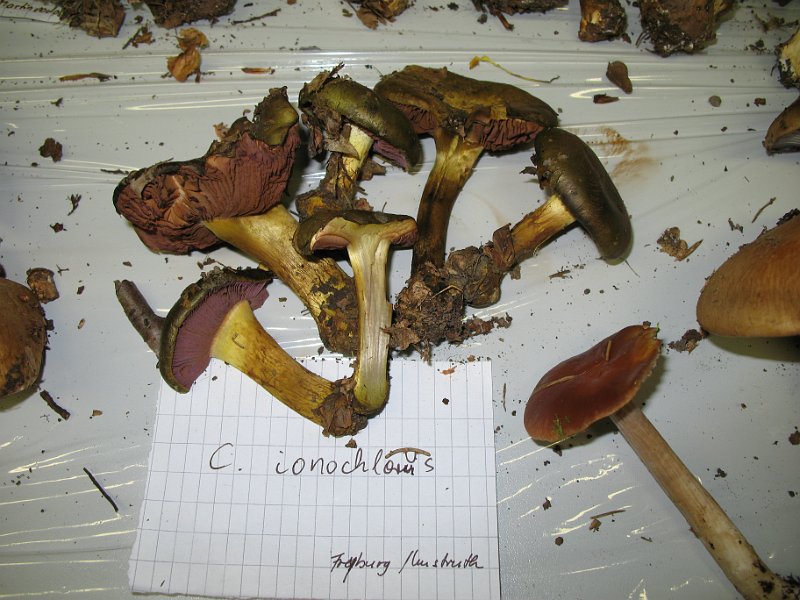 X-Tisch_8061.JPG