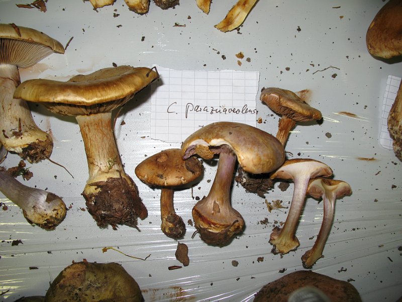 X-Tisch_8062.JPG
