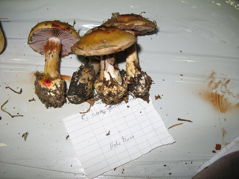 X-Tisch_8064.JPG