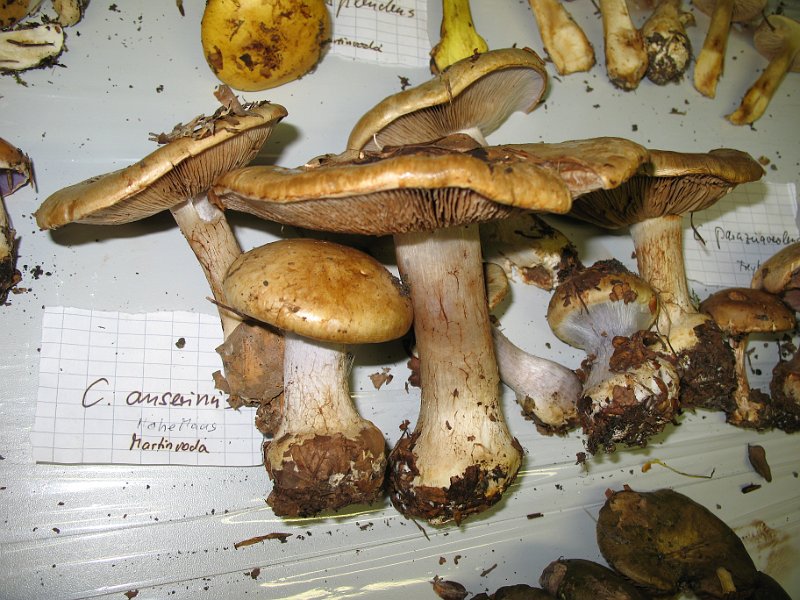 X-Tisch_8066.JPG