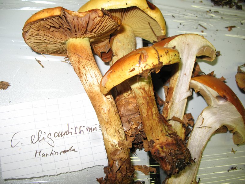 X-Tisch_8068.JPG
