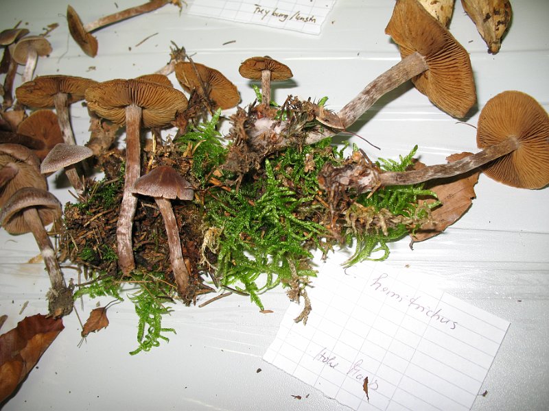X-Tisch_8069.JPG