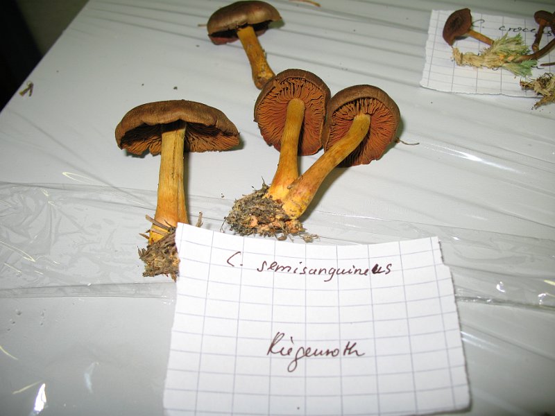 X-Tisch_8070.JPG