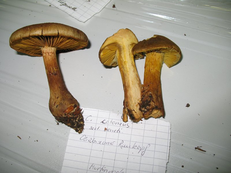 X-Tisch_8072.JPG