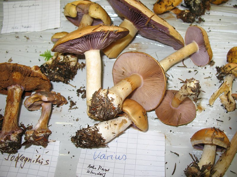 X-Tisch_8138.JPG