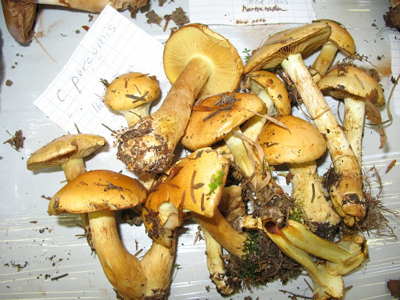 X-Tisch_8140.JPG
