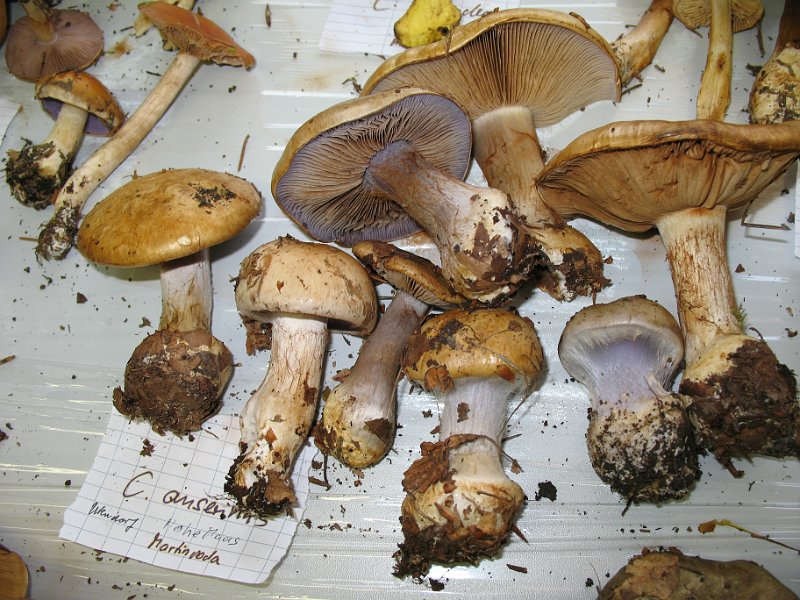 X-Tisch_8144.JPG
