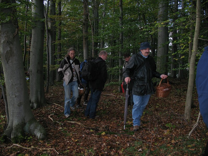 Y-Im_Wald_7901.JPG